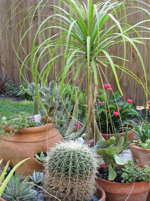 Ponytail Palm Bloom. The Pony-Tail Palm is one