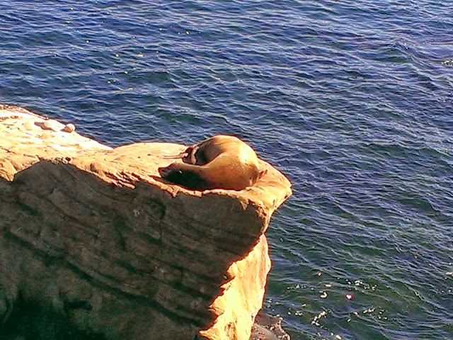 Sea Lions at La Jolla Beach sleeping