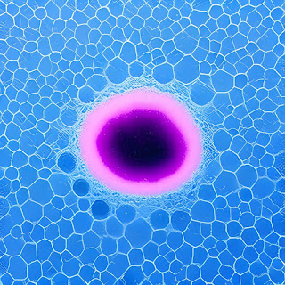 micrograph of a single cell visible under a microscope