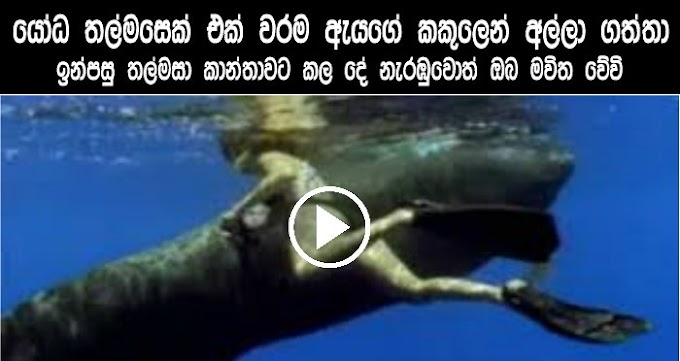 You Won't Belive What This Whale Tried To Do To This Woman
