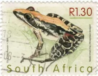 Selo da África do Sul, Strongylopus bonaspei