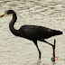 Western Reef Egret