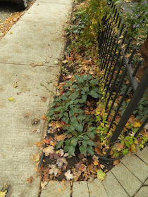 Cabbagetown Front Yard Fall Cleanup before by Paul Jung Toronto Gardening Services