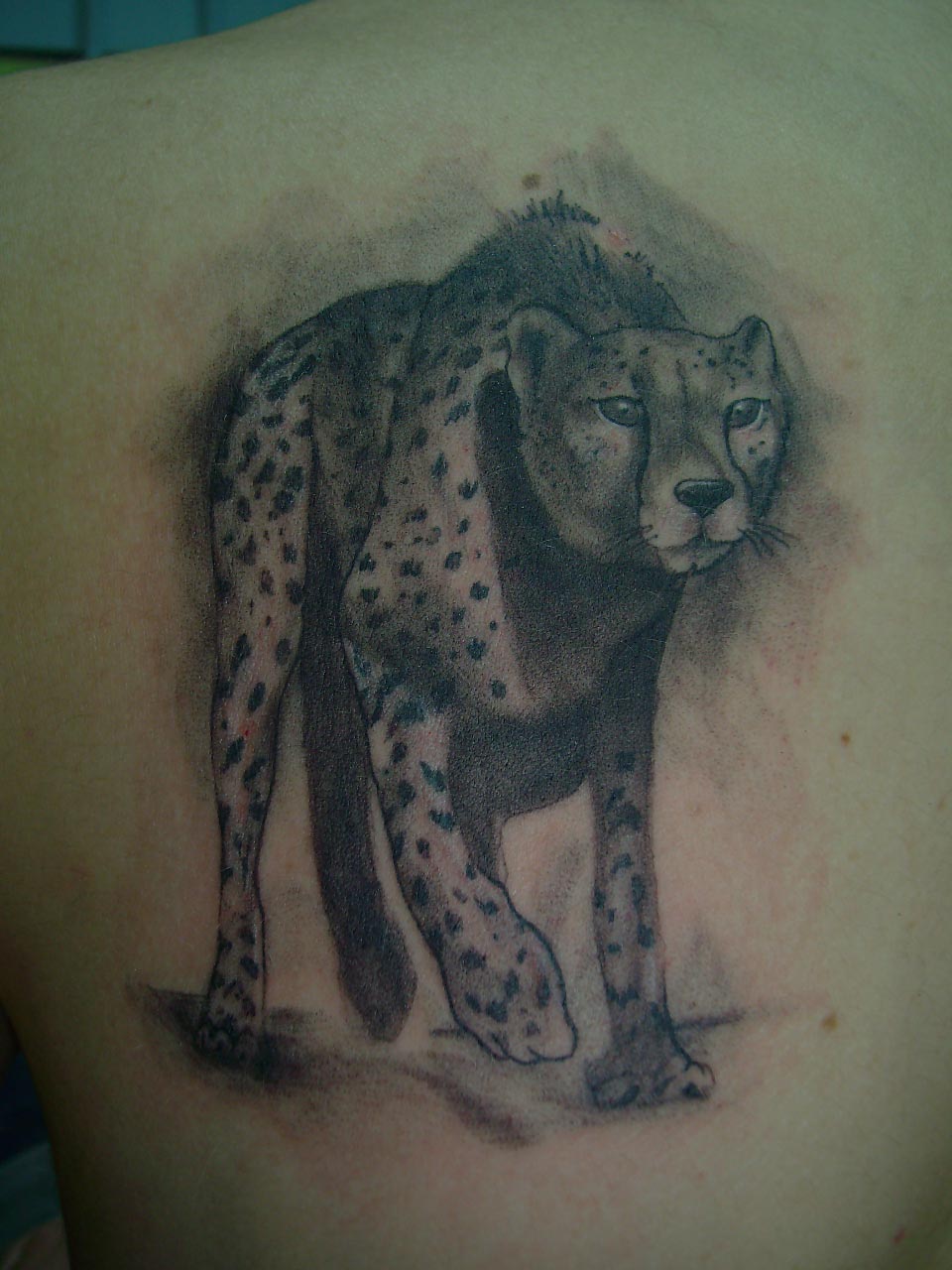 cheetah print tattoos pics