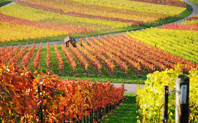 Autumn In The Vineyard5