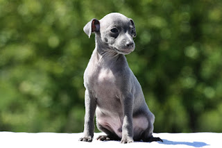 Italian Greyhound puppy for sale