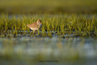 Wildlifefotografie Rotschenkel Ochsenmoor Olaf Kerber