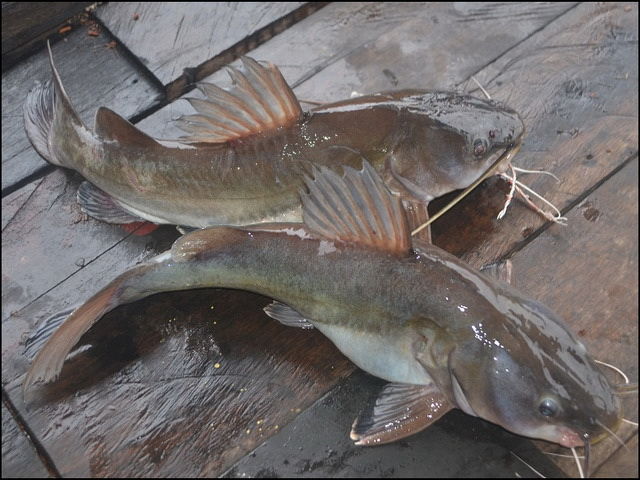  Gambar Ikan Baung  Laut dan Air Tawar Ukuran Besar dan Kecil