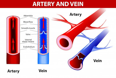 Difference between artery and vein.