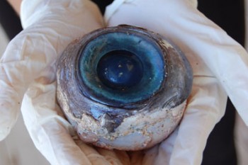 Bola Mata Raksasa yang Ditemukan di Florida