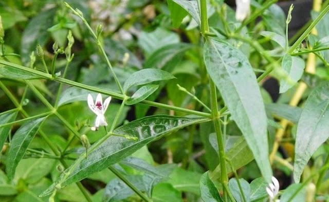 Cara Mengatasi Keputihan dengan Daun Sambiloto 