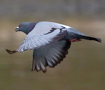 Gambar Burung  Merpati  GAMBAR BURUNG  HIAS PIARAAN KICAU