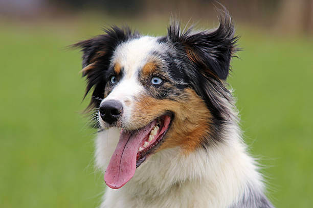 Berger Australien x Pembroke Welsh Corgi: Lequel choisir?