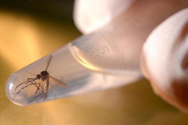 Outro estudo demonstra que zika ataca e destrói células do cérebro
