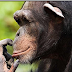 NO 46 ; CHIMPANZEES ;Like us, chimps are highly social animals