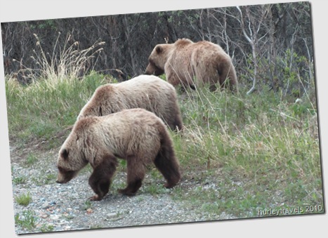 Grizzly bears visiting us in Denali Natl Park