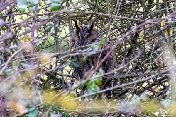 Long-eared owl