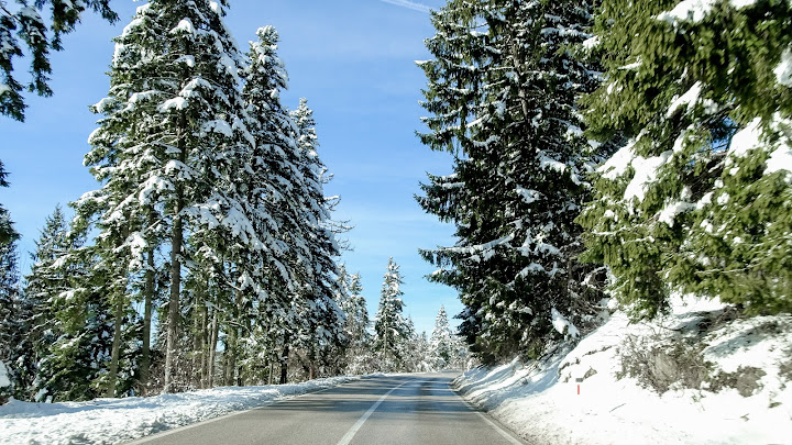 Forest view in Tuzla