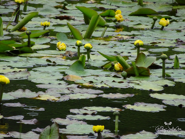 Newfoundland Pond Lilies