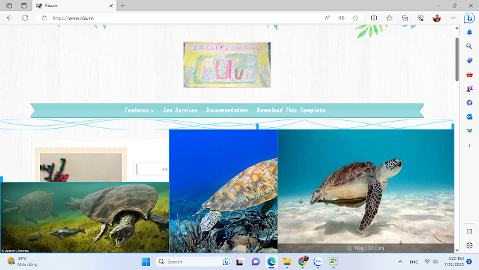 Thiết kế web kiểu blog con rùa