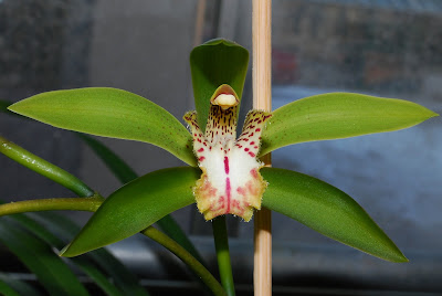 Cymbidium wilsonii - Wilson's Cymbidium care and culture