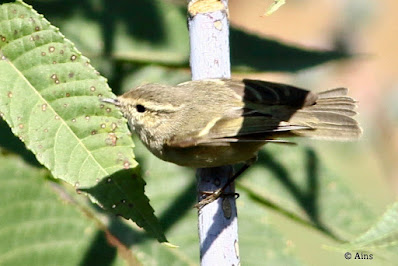 Hume's Warbler