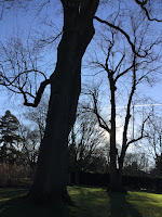 Trees in the botanic gardens January 2024