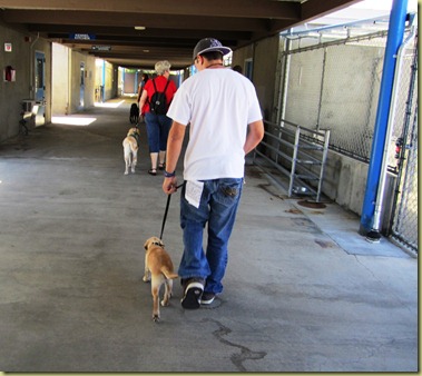 Tyler takes Vienna for her first walk in the kennels at GDB.  Not bad, huh?