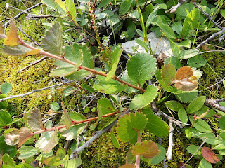 Bouleau glanduleux - Betula glandulosa