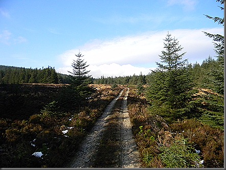 galloway forest 2013 feb 010