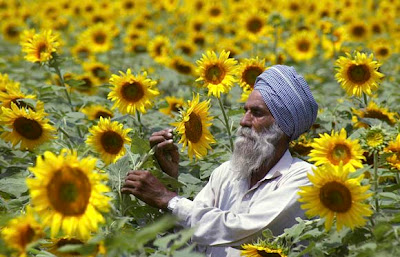 Girasoles