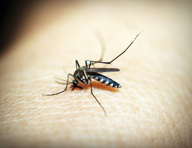 ANAPHYLIS MOSQUITO