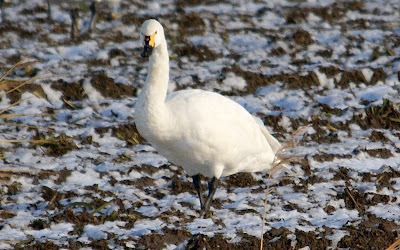 Lytse Swan - Kleine Zwaan - Cygnus bewickii