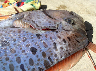 oarfish