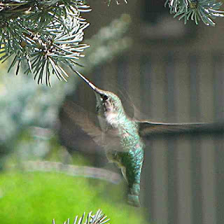 Hummingbird in a pine tree