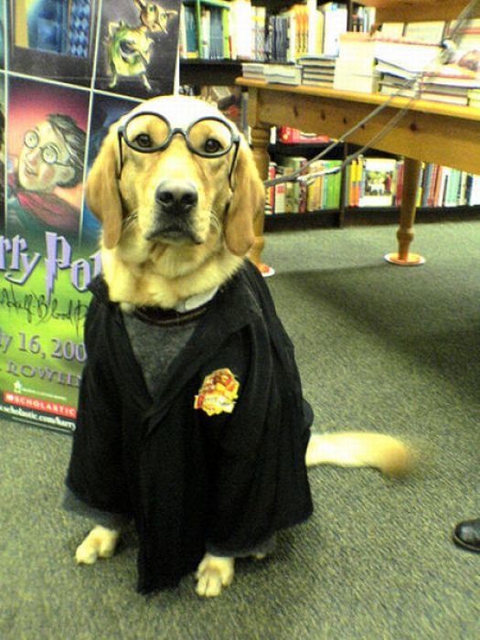 [Image: harry_potter_pets_02.jpg]