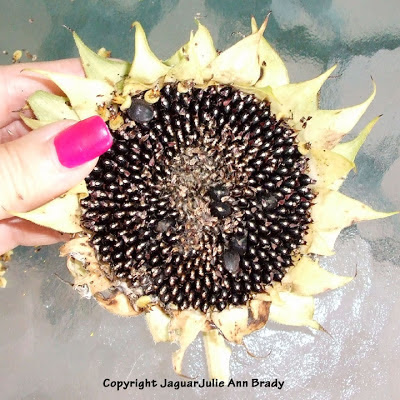 Completely Removed Top Layer of the Dried Sunflower Head