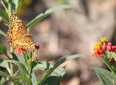 Butterflies on herbs
