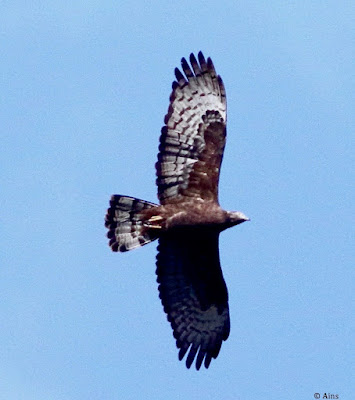 "Oriental Honey-buzzard - Pernis ptilorhynchu, This bird of prey in this snap is seen soaring overhead. It is easy to identify, even in flight, on account of its long pigeon like head and neck, and broader black-and-white bands on its tail. The bird is also called the crested honey buzzard, but its stunted crest is hardly ever visible, a resident Abu."