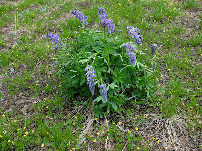 Droopy Lupinus Due to Some Unknown Condition