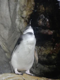 ジェノヴァ水族館のペンギン