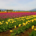 beautiful tulip fields is the best place to travel Holland