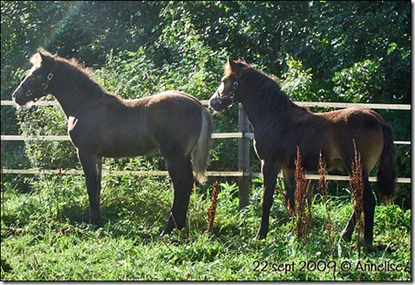 hoppene-22sept-09_03