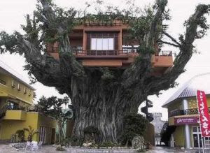 Okinawa's Treehouse Restaurant.