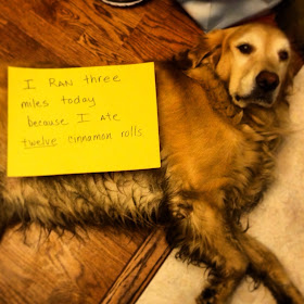 Funny dog shaming, funny dog pictures, funny dogs, dog shaming