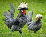 Jenis Ayam hias yang banyak diternakkan di indonesia