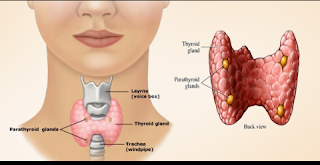 Homones of throid glands