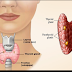 Thyroid Glands Functions and Abnomalities