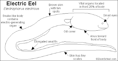 Bagaimanakah Cara Belut Listrik Menghasilkan Aliran Listrik