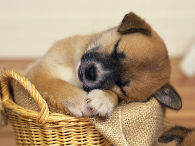 cute puppies wallpaper. free cute puppies wallpapers.